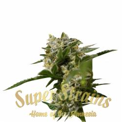 Ibiza Farmer's Feminizada de Super Strains