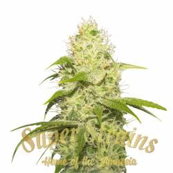 La Jefa Feminizada de Super Strains