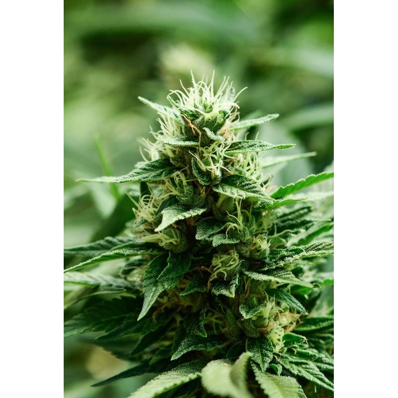 Mexican Candy Feminizada de Super Strains