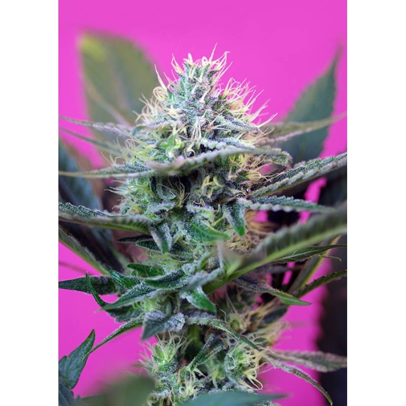 + Speed Auto ® de Sweet Seeds