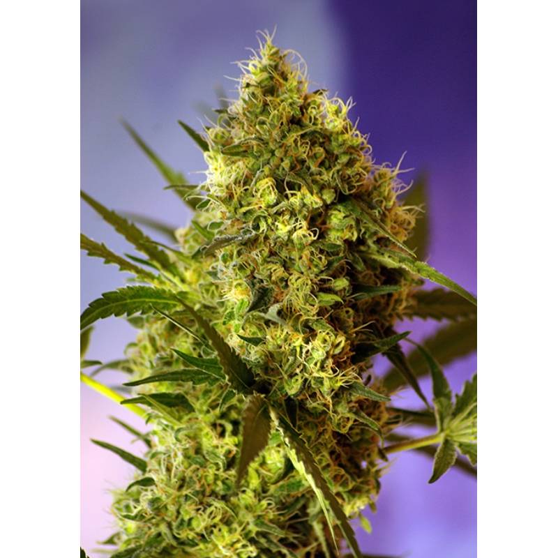 Big Devil#2 Auto Feminizada de Sweet Seeds