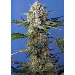 Crystal Candy Auto F1 Fast Version Feminizada de Sweet Seeds