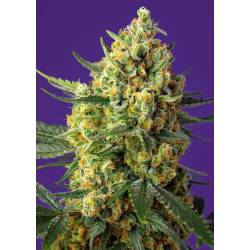 Crystal Candy Xl Auto Feminizada de Sweet Seeds