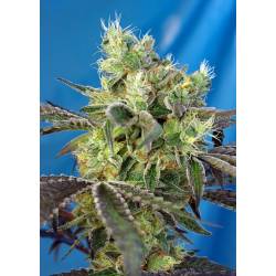 Do-Sweet-Dos Feminizada de Sweet Seeds