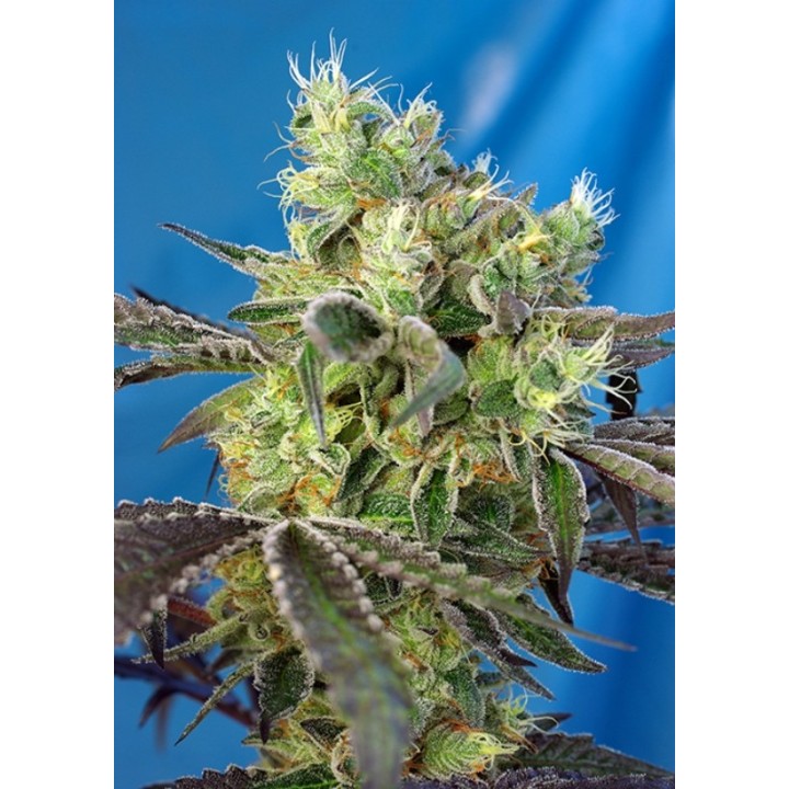 Do-Sweet-Dos Feminizada de Sweet Seeds
