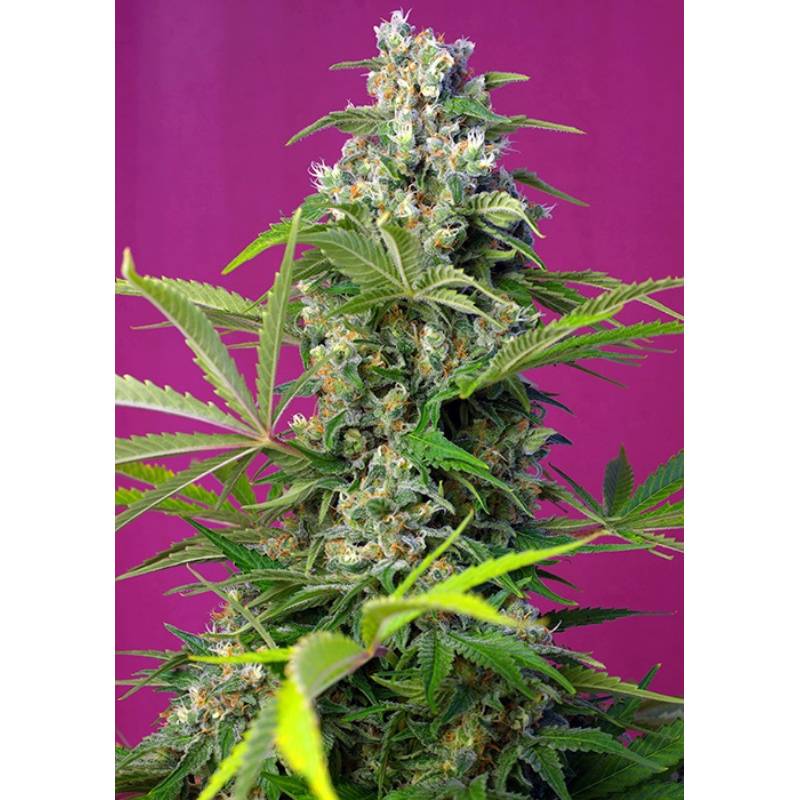 Gorilla Girl Feminizada de Sweet Seeds