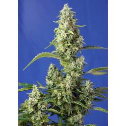 Gorilla Girl F1 Fast Version Feminizada de Sweet Seeds