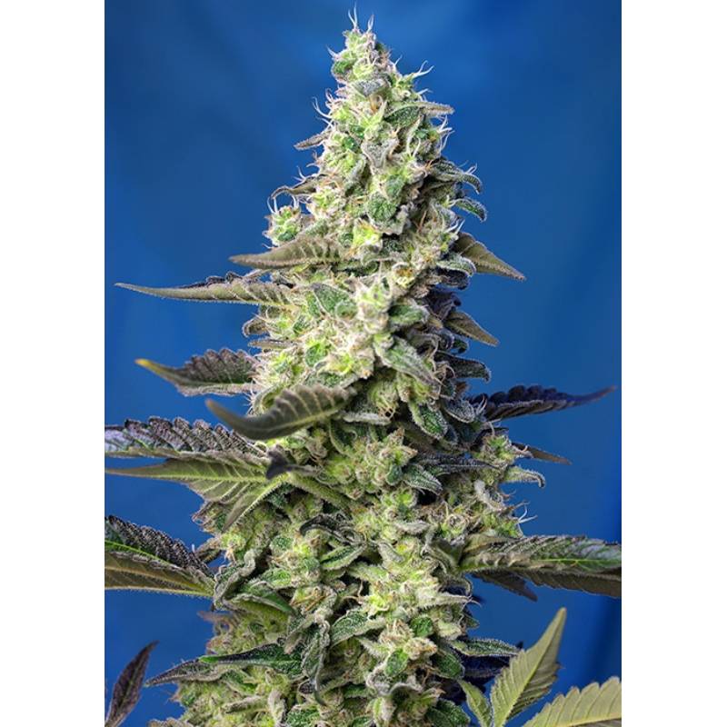 Green Poison Xl Auto Feminizada de Sweet Seeds