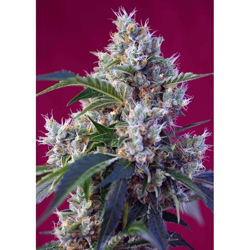 Indigo Berry Kusk Feminizada de Sweet Seeds