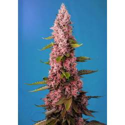 Red Hot Cookies Feminizada de Sweet Seeds