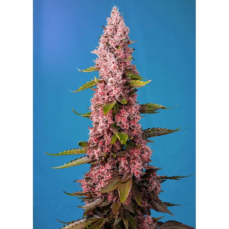 Red Hot Cookies Feminizada de Sweet Seeds