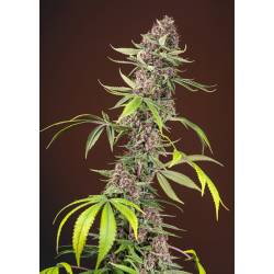 Red Mandarine F1 Fast Version Feminizada de Sweet Seeds