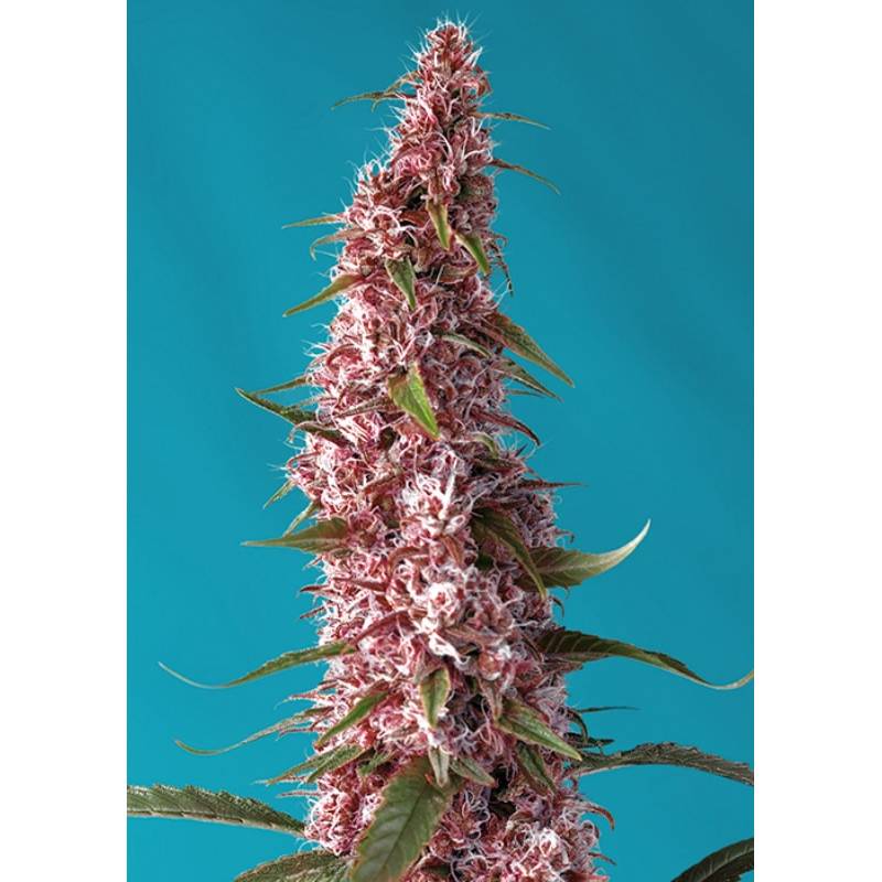 Red Pure Auto Cbd Feminizada de Sweet Seeds