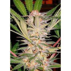 S.A.D. Feminizada de Sweet Seeds