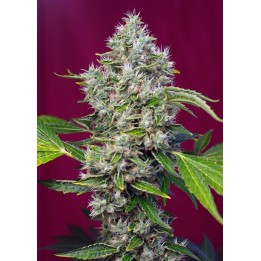 San Fernando Lemon Kusk Feminizada de Sweet Seeds