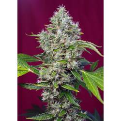 San Fernando Lemon Kusk Feminizada de Sweet Seeds