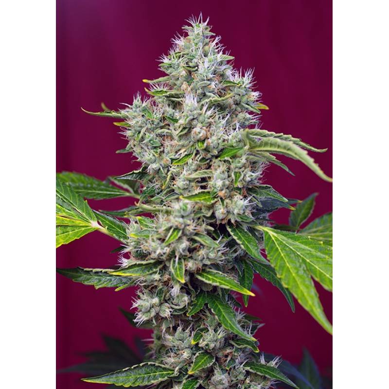 San Fernando Lemon Kusk Feminizada de Sweet Seeds