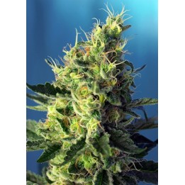 Sweet Amnesia Haze Feminizada de Sweet Seeds