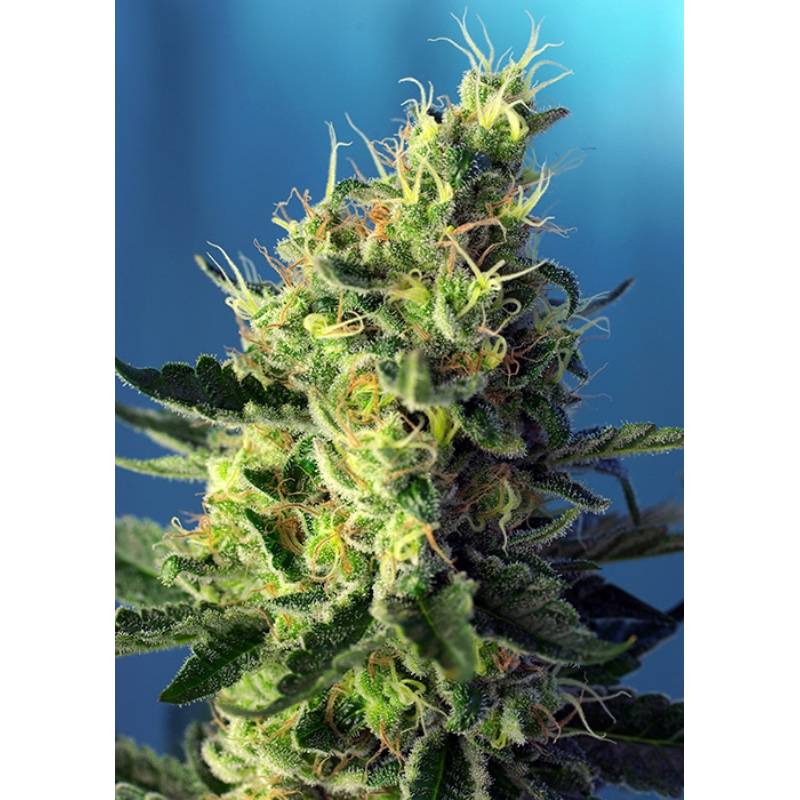 Sweet Amnesia Haze Feminizada de Sweet Seeds