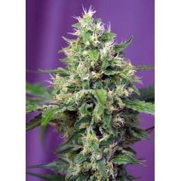 Sweet Amnesia Haze Xl Auto Feminizada de Sweet Seeds