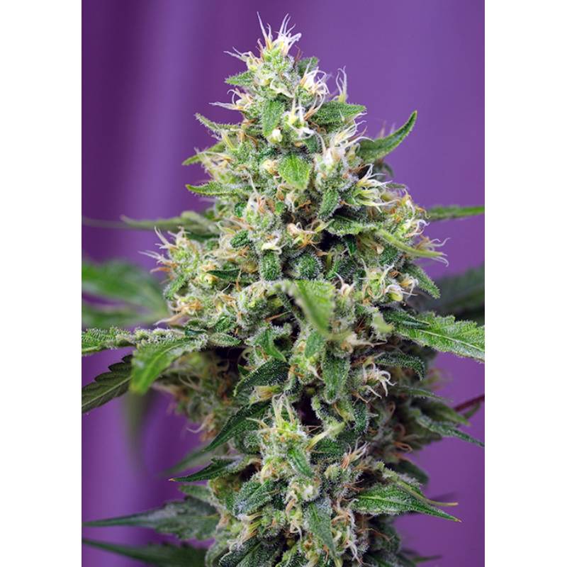 Sweet Amnesia Haze Xl Auto Feminizada de Sweet Seeds