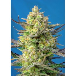 Sweet Cheese Xl Auto Feminizada de Sweet Seeds
