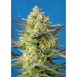 Sweet Cheese Xl Auto Feminizada de Sweet Seeds