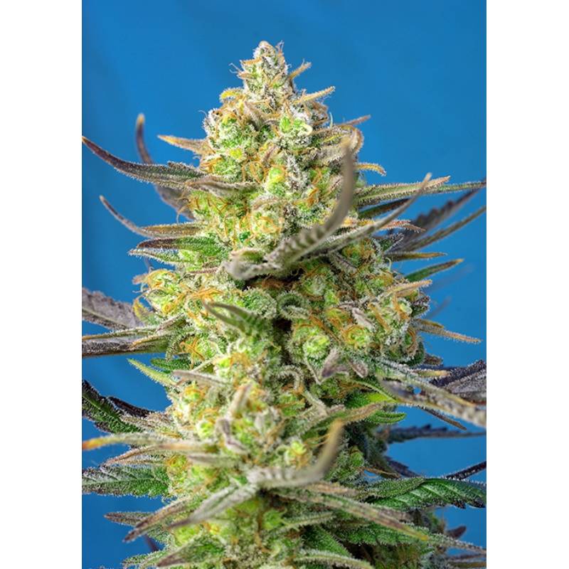 Sweet Cheese Xl Auto Feminizada de Sweet Seeds