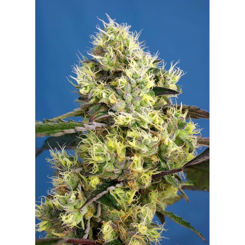 Sweet Gelato Auto Feminizada de Sweet Seeds