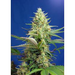 Sweet Pure Auto Cbd Feminizada