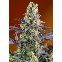 Sweet Zkittlez Feminizada de Sweet Seeds