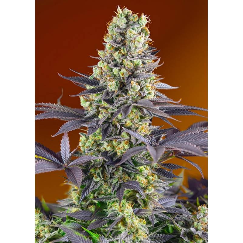 Sweet Zkittlez Feminizada de Sweet Seeds