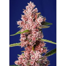 Tropicanna Poison F1 Fast Version Feminizada de Sweet Seeds