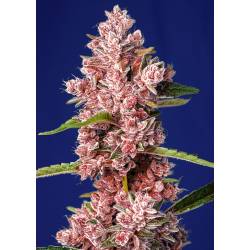 Tropicanna Poison F1 Fast Version Feminizada de Sweet Seeds