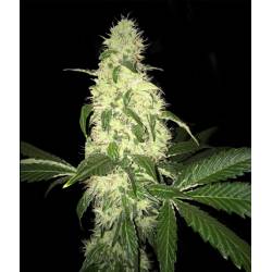 Afghaniberry Regular de T.H. Seeds