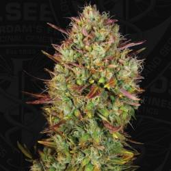 Auto Mk Ultra Feminizada de T.H. Seeds