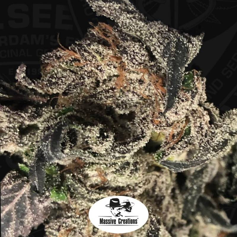 Black Apple Hitchcock Regular de T.H. Seeds Black Apple Hitchcock Regular de T.H. Seeds
