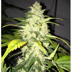 Chocolate Chunk Feminizada de T.H. Seeds