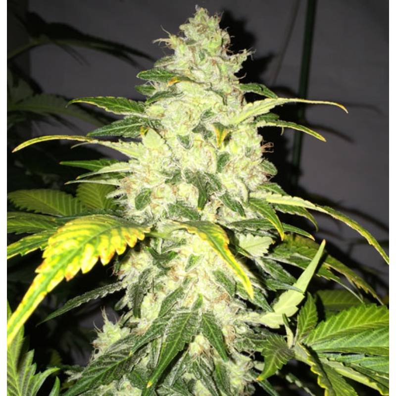 Chocolate Chunk Feminizada de T.H. Seeds