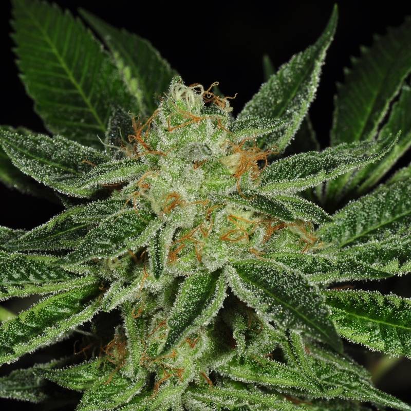 Cold Creek Kush Regular de T.H. Seeds