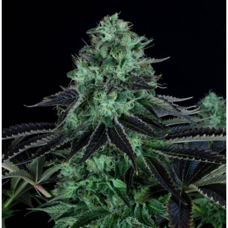 Darkstar Regular de T.H. Seeds