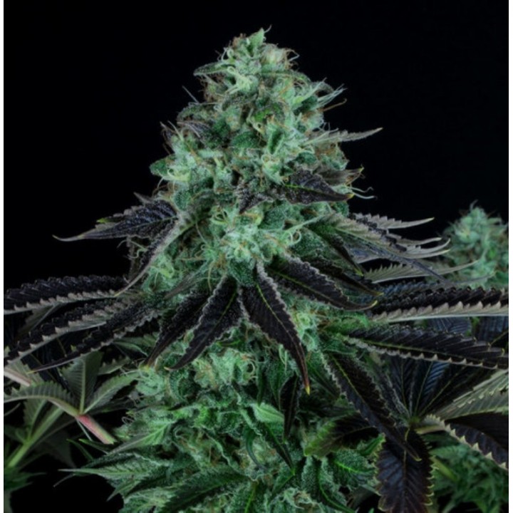 Darkstar Regular de T.H. Seeds
