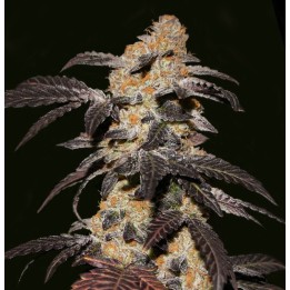 French Cookies de T.H. Seeds