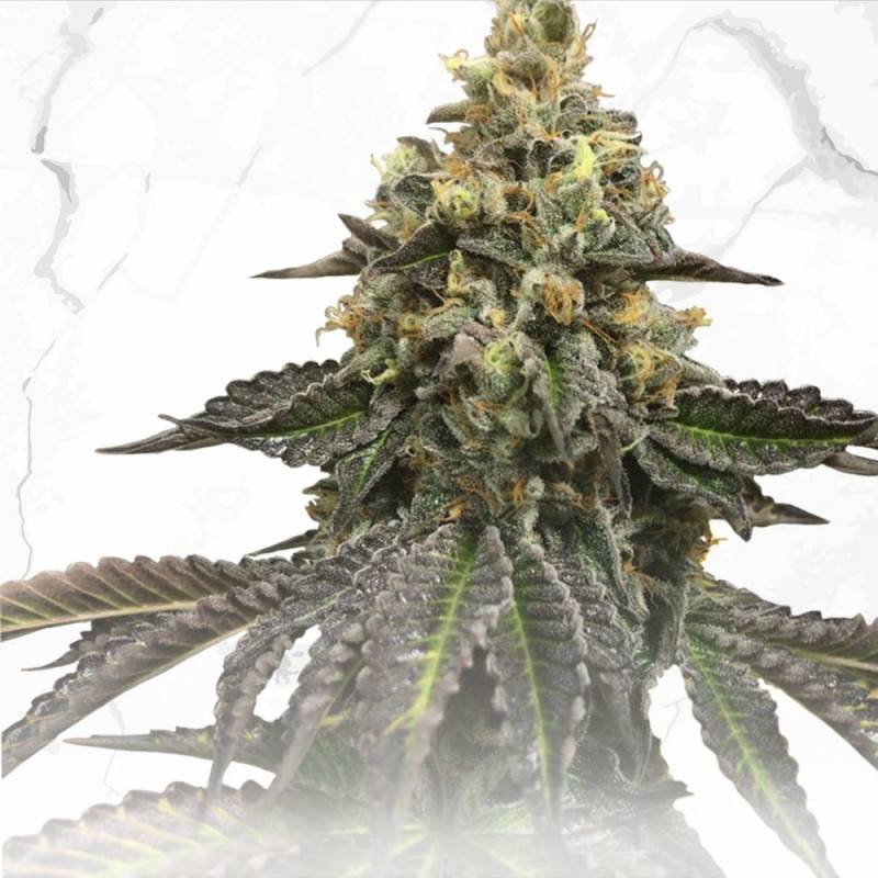 French Cookies X Birthday Cake Regular de T.H. Seeds French Cookies X Birthday Cake Regular de T.H. Seeds
