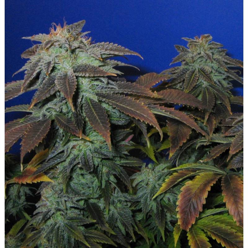 Heavy Duty Fruity Regular de T.H. Seeds