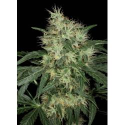 Lambo Regular de T.H. Seeds