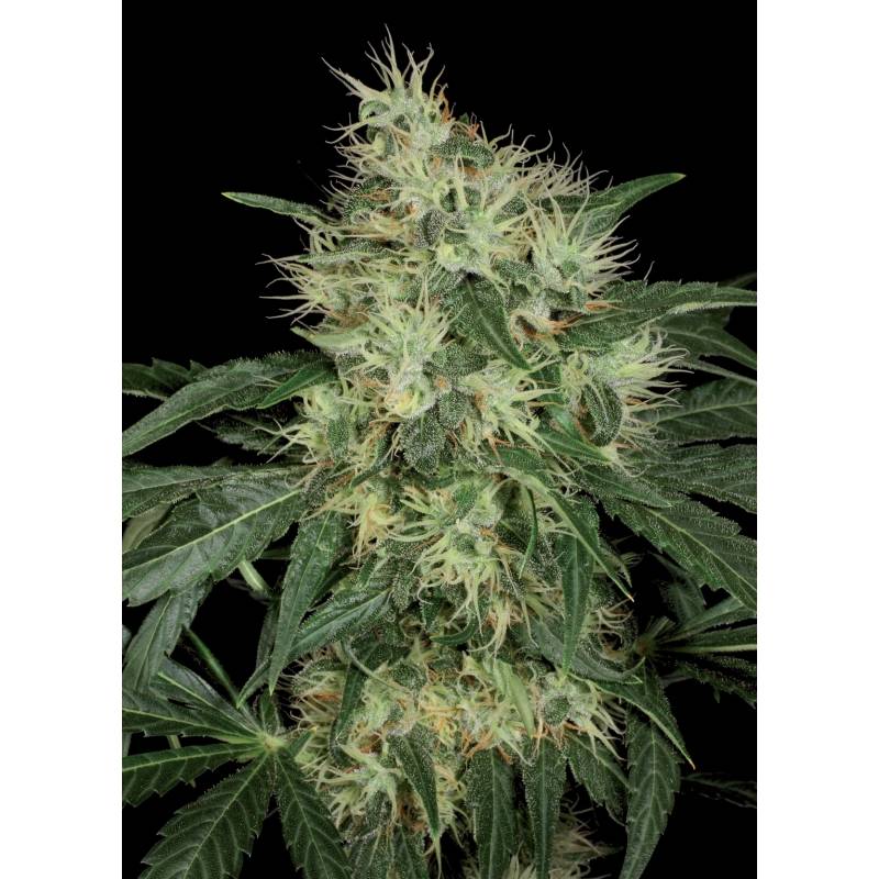 Lambo Regular de T.H. Seeds