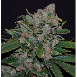 M.O.B. Feminizada de T.H. Seeds