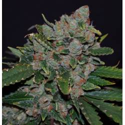 M.O.B. Feminizada de T.H. Seeds