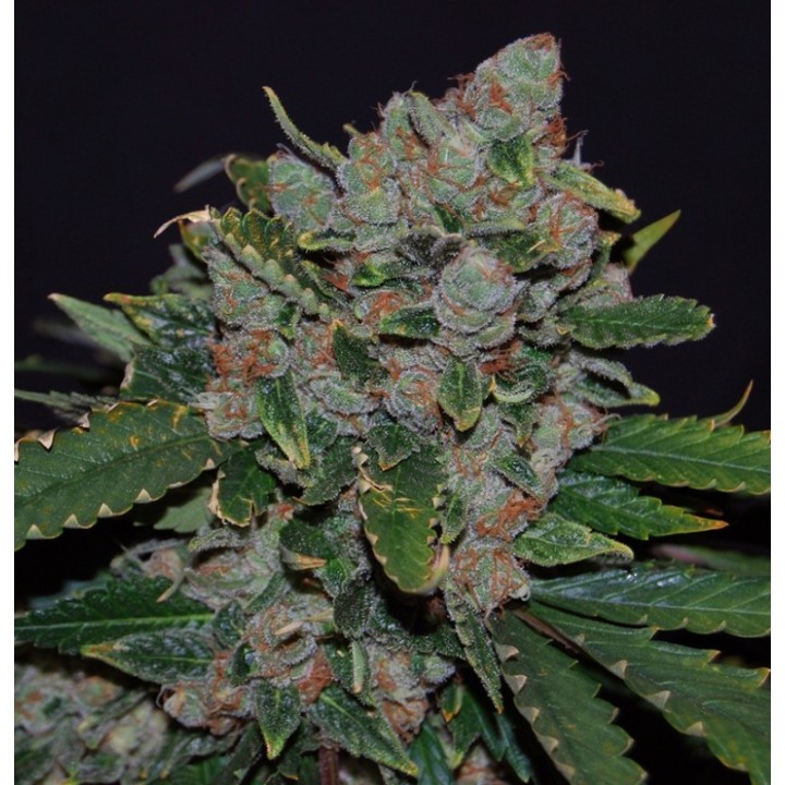 M.O.B. Feminizada de T.H. Seeds